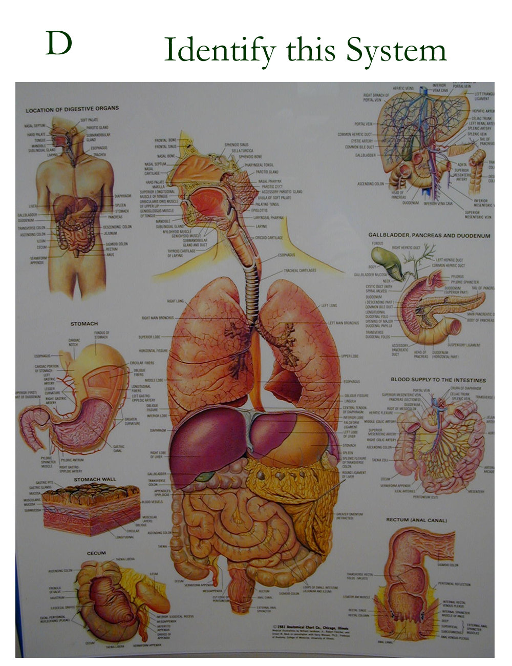 Human Body Systems Lab Human Anatomy